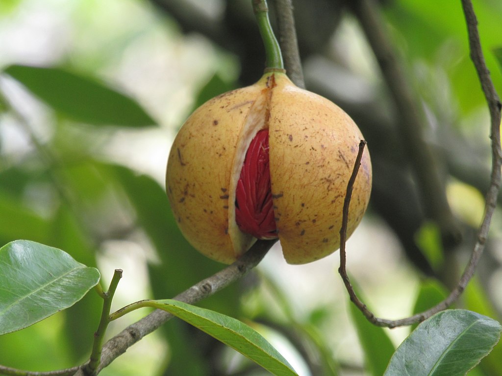 Open nutmeg fruit
